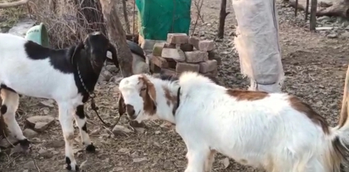 Totapuri Goat