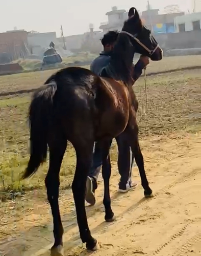 Marwari Horse — photo 3