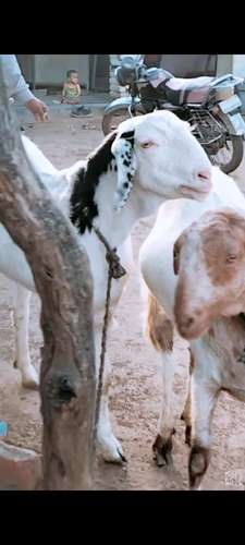 Ajmeri and Sirohi Goat — photo 3