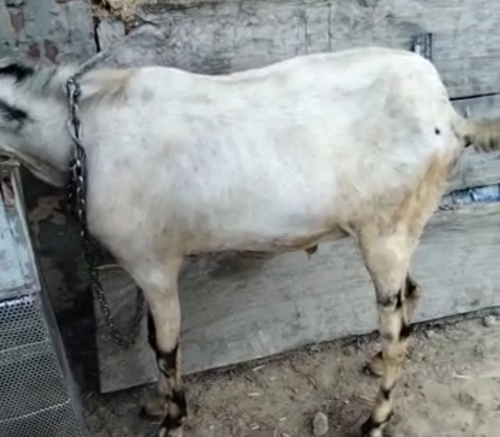 Barbari Goat — photo 2