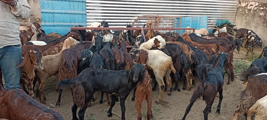 MP GOAT FARM AJMER RAJASTHAN CONTACT 6375303945 — photo 2