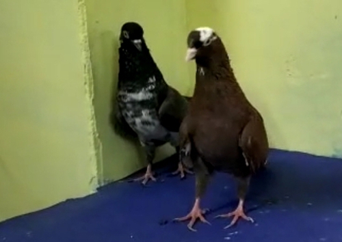 Pigeon — Pigeon, Banglore, India