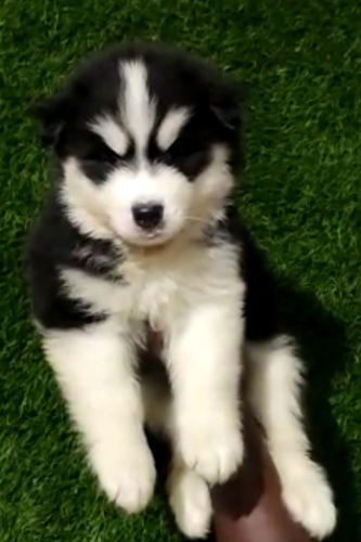 Husky Puppy — photo 4