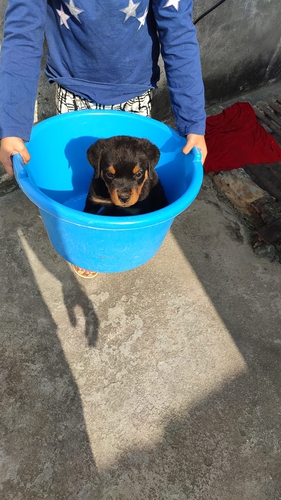 Rottweiler Puppy — photo 3