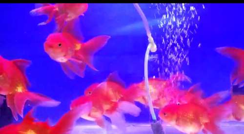 Lion Head Gold Fish — photo 2
