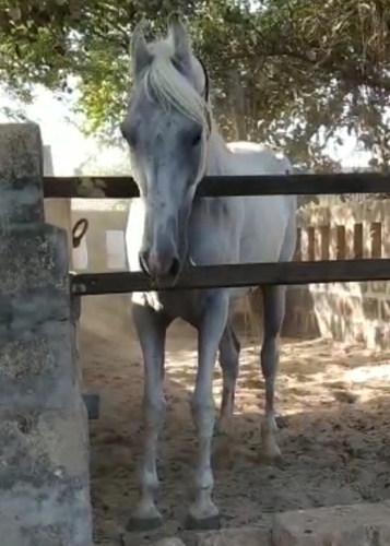 Marwari Female — photo 2