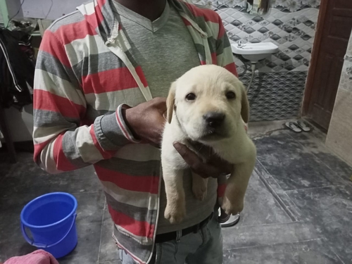Labrador Retriever