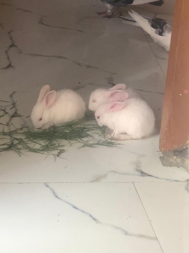 Rabbit — Rabbit, Uttar Pradesh, India