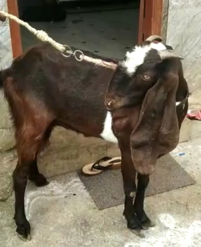 Jamunapuri Goat — photo 3