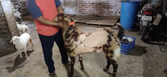 Sirohi Goat — photo 4