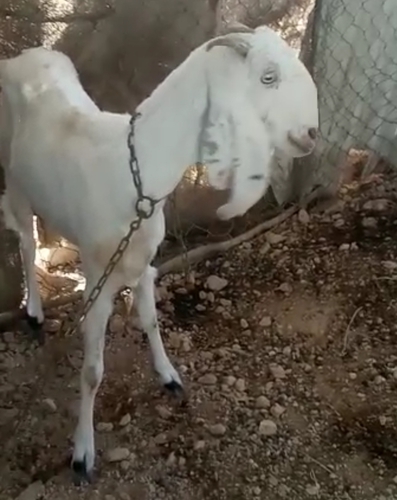 Haidrabadi Goat