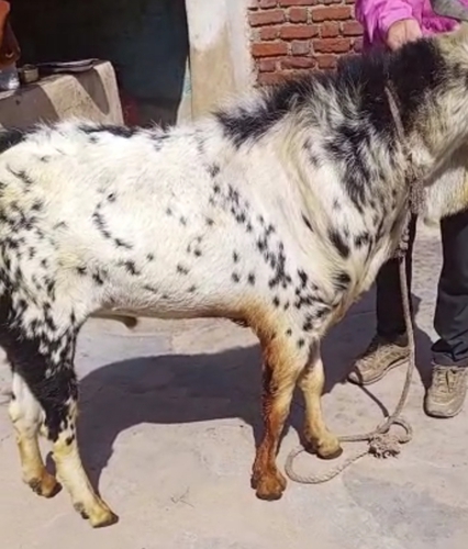 Barbari Goat 