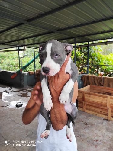Pitbull Puppy — photo 2
