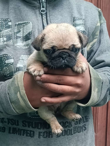 Pug