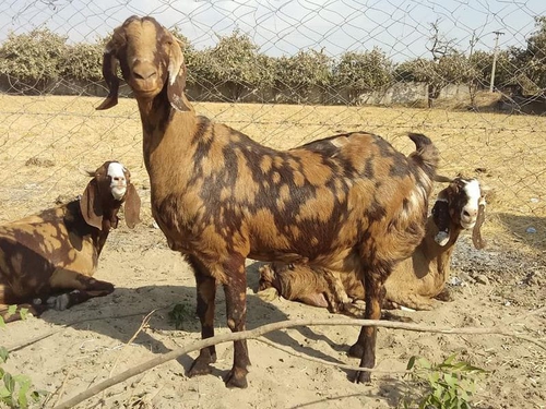 Sirohi Goat