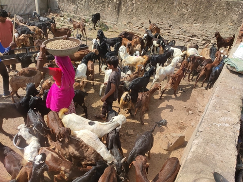Sirohi Goat — photo 2