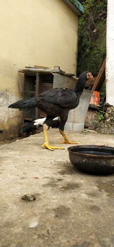 Black Hen