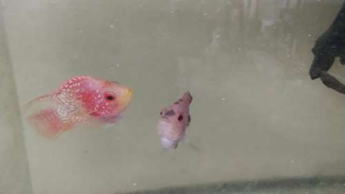 Parrat fish  — photo 3