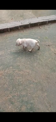 Labrador puppies