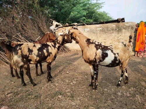 Sirohi Goats — photo 3
