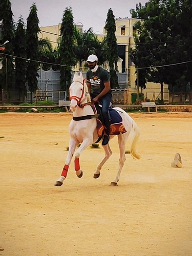 Marawadi horse — photo 5