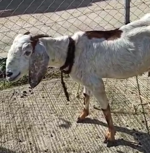 Sold out Beetal Goat