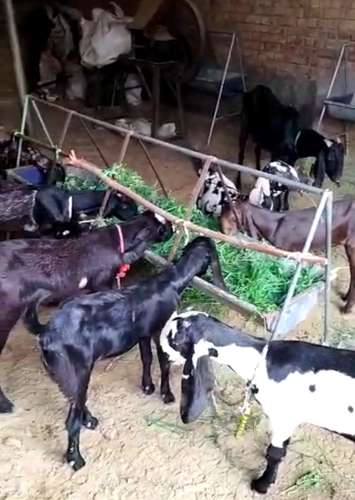 Punjabi Beetal Goat — photo 2