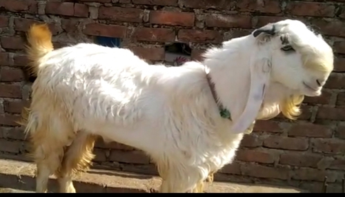 Hansa Goat — photo 5