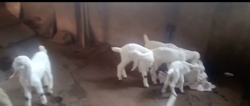 Hydrabadi,Sojat Goat — photo 4