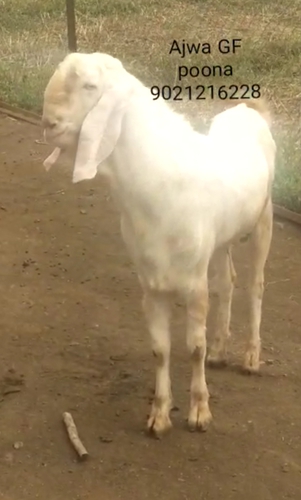 Patira Goat — photo 6