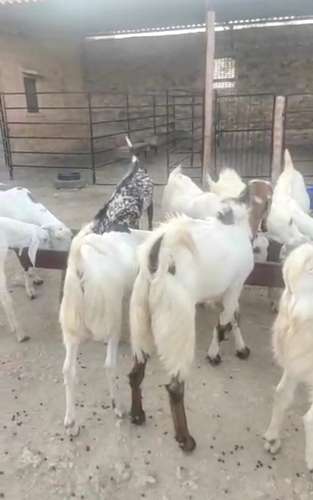 Sojat Goat — photo 2