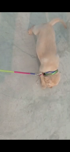 Heavy bone female Labrador puppies — photo 2