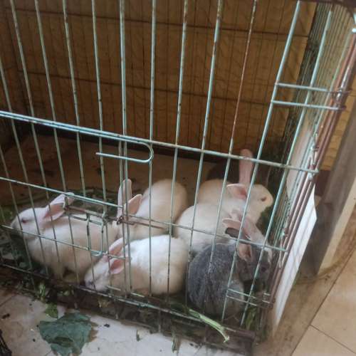 Indian Rabbit — photo 2