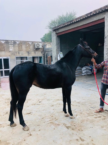 Marwari Horse — photo 4