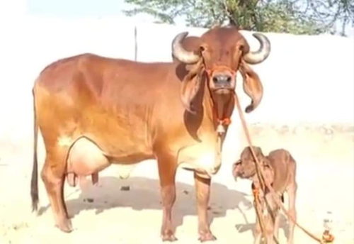 Cow — Gir cow, Rajasthan, India