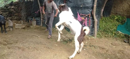 Goat — photo 2