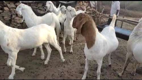 Sojat Goat