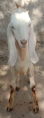Sojat Goat — photo 2