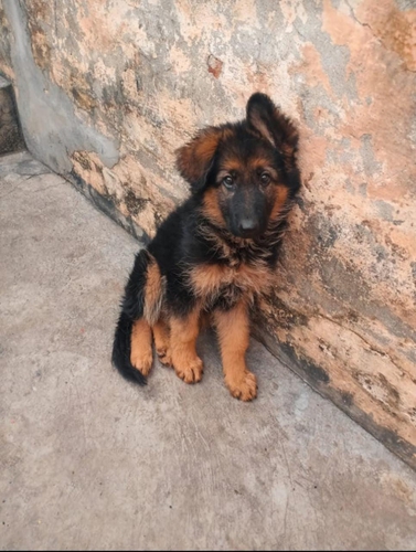 German Shepherd Puppy