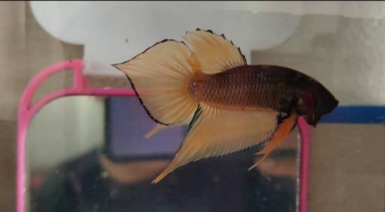 Yellow cheeks Fighting Fish