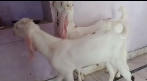 Haydrabadi Bakri — photo 3