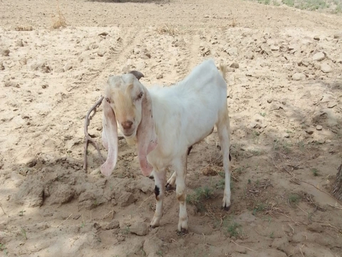 Sojat Goat  — photo 6