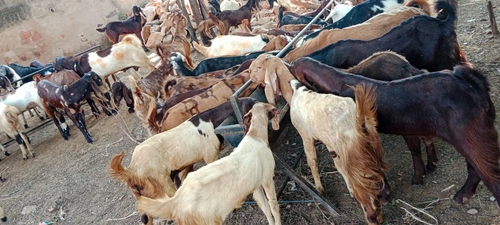 All Breed Goats Available — photo 4