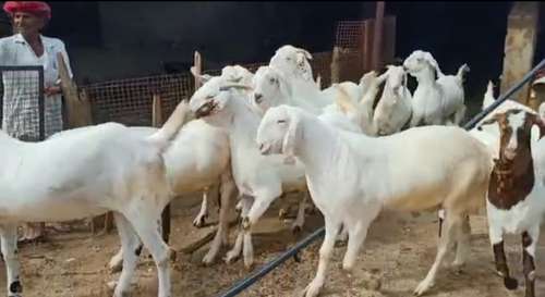 Sojat Goat