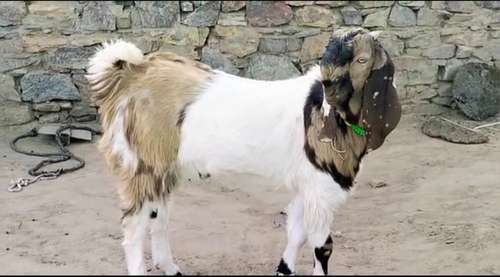 Totapari Goat