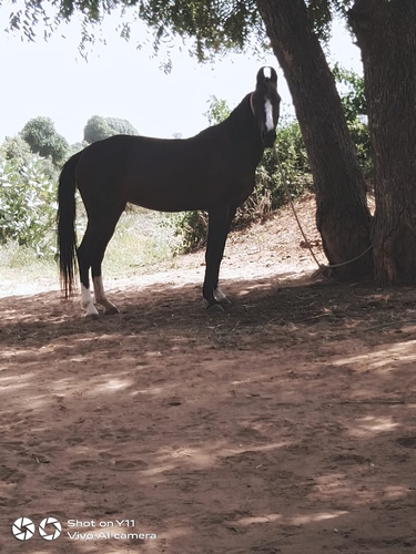 Marwari Horse — photo 2