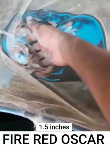 Fire Red Oscar Fish in kerla — photo 3