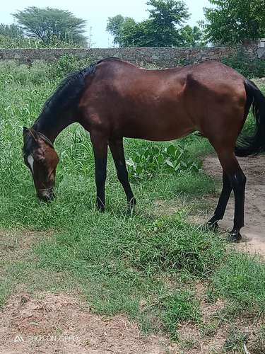 Kathiyawadi Horse 🐴 — photo 2