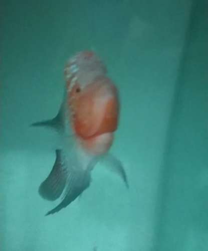 Flowerhorn Fish — photo 2