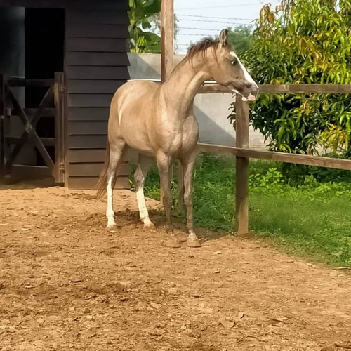 Banaskantha bloodline Mare — photo 3